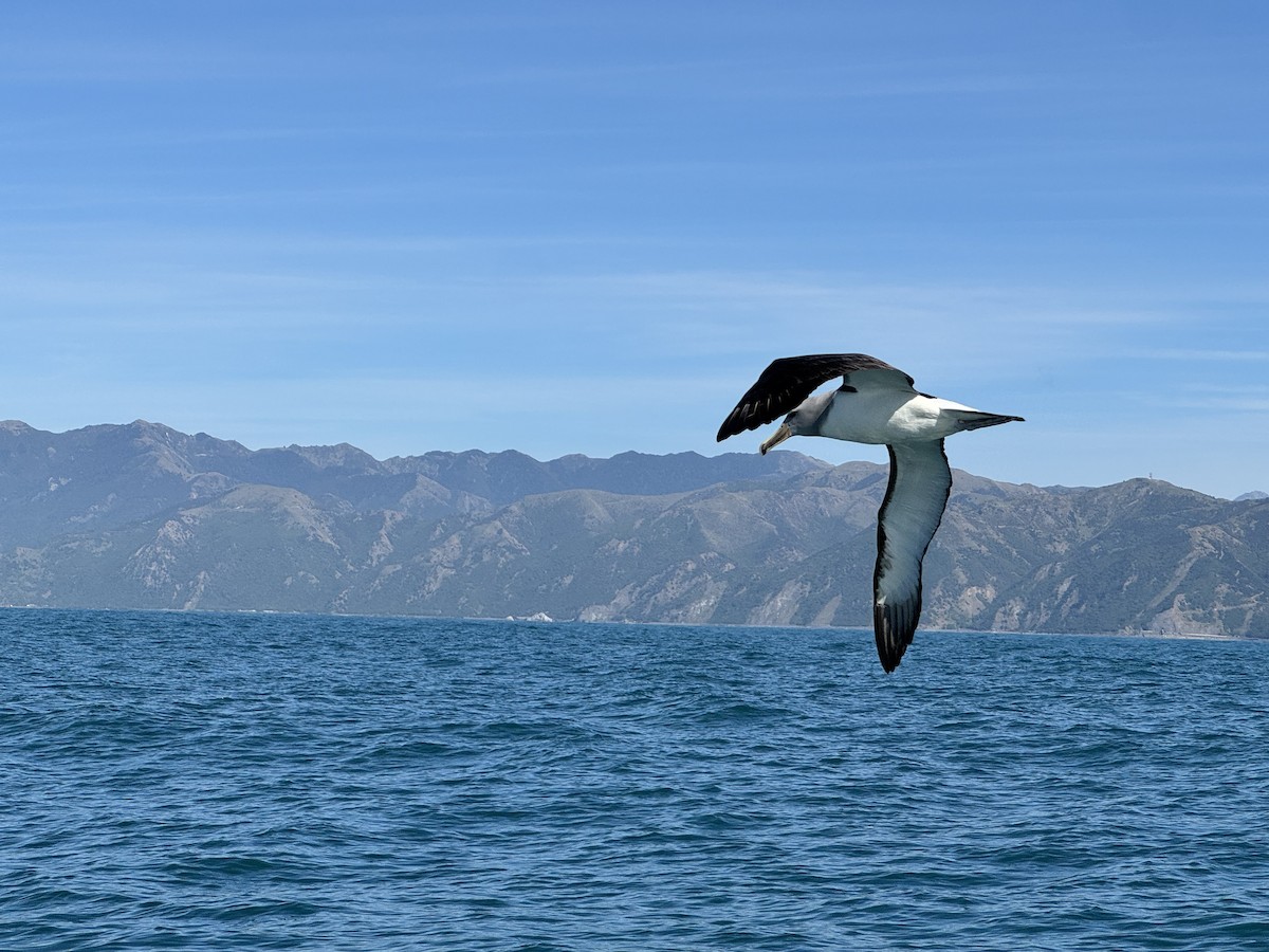 Salvin's Albatross - ML645951089