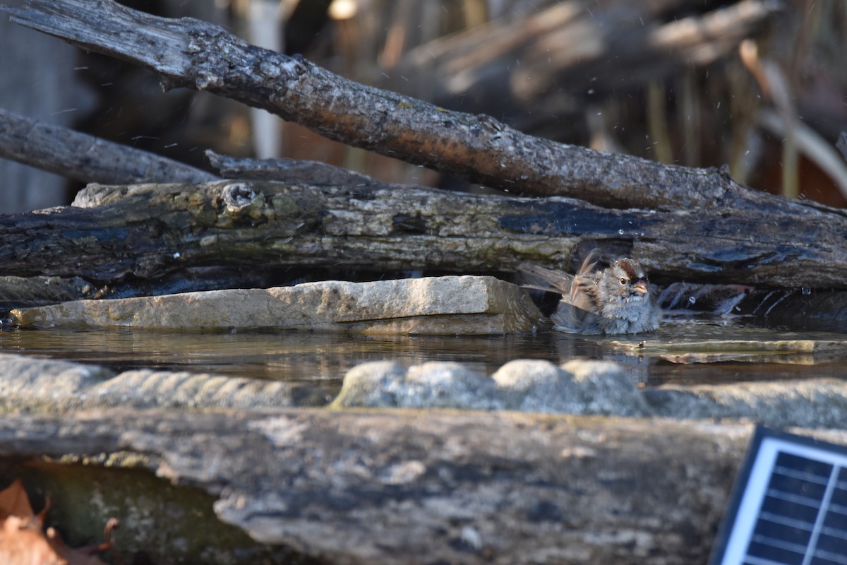 White-crowned Sparrow - ML645951091