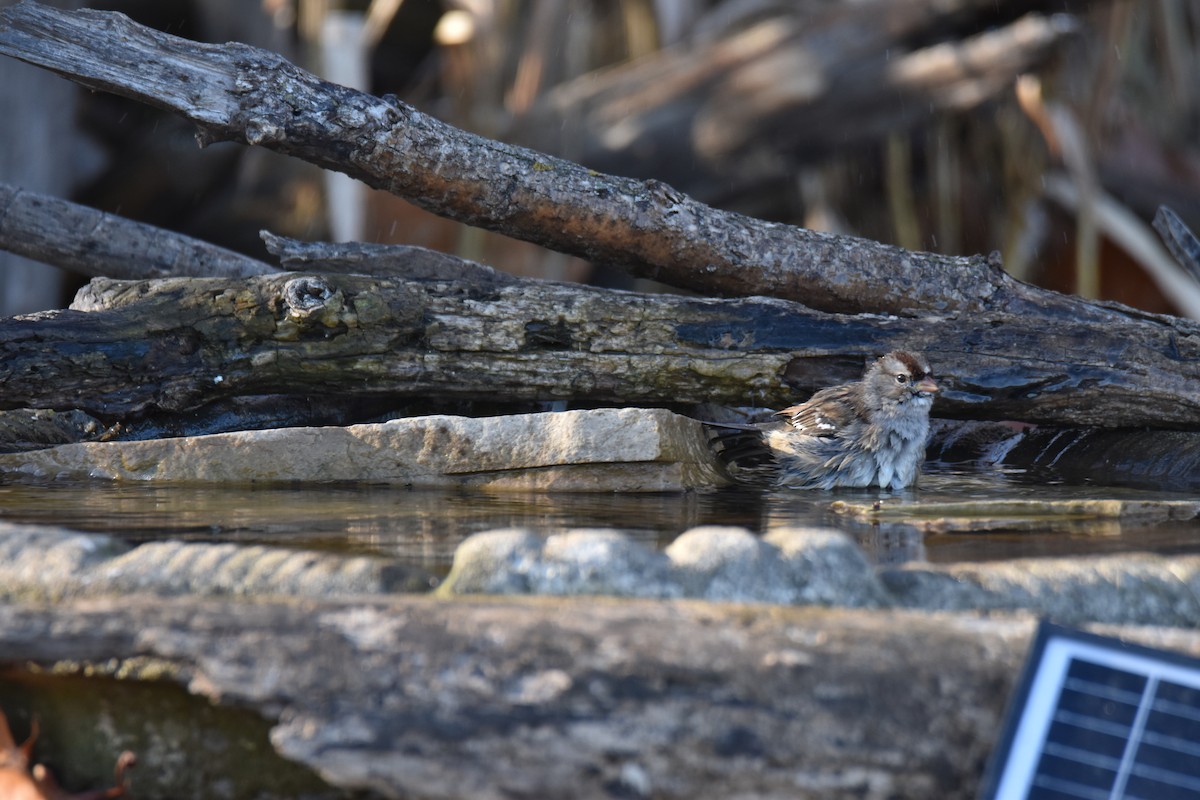 White-crowned Sparrow - ML645951096