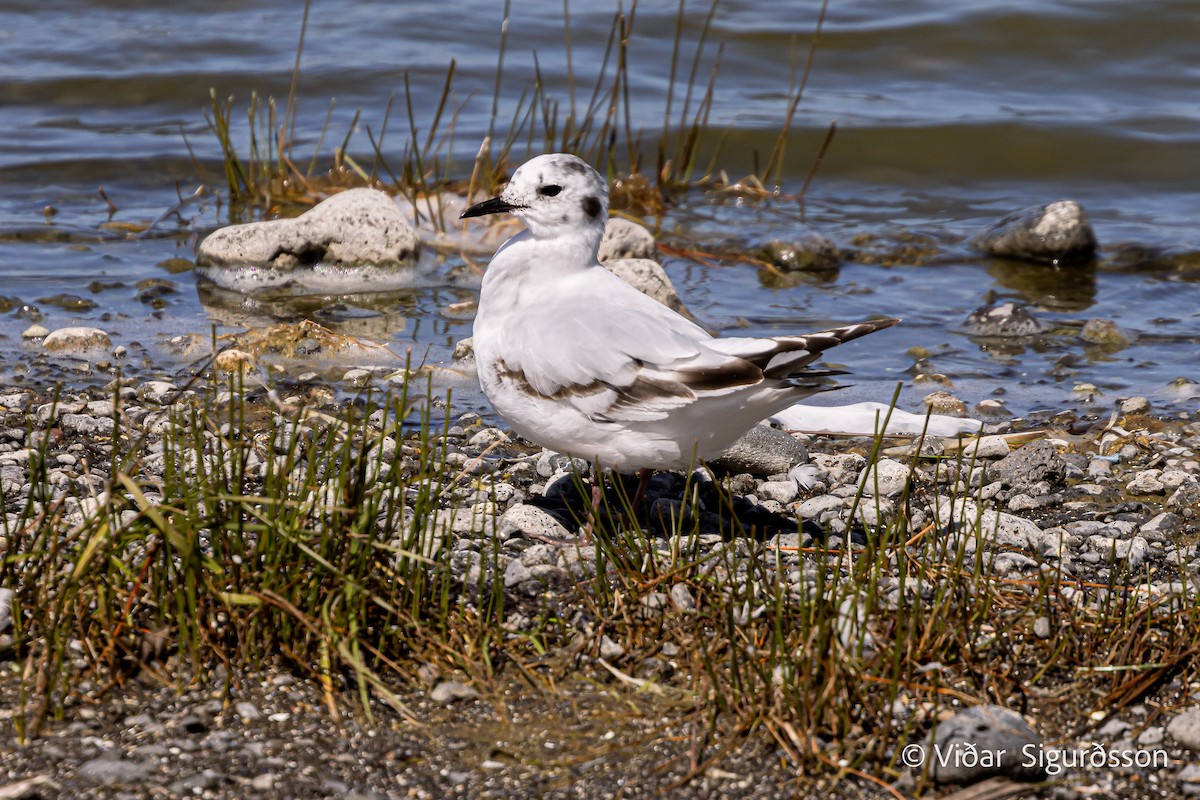 Little Gull - ML645951102
