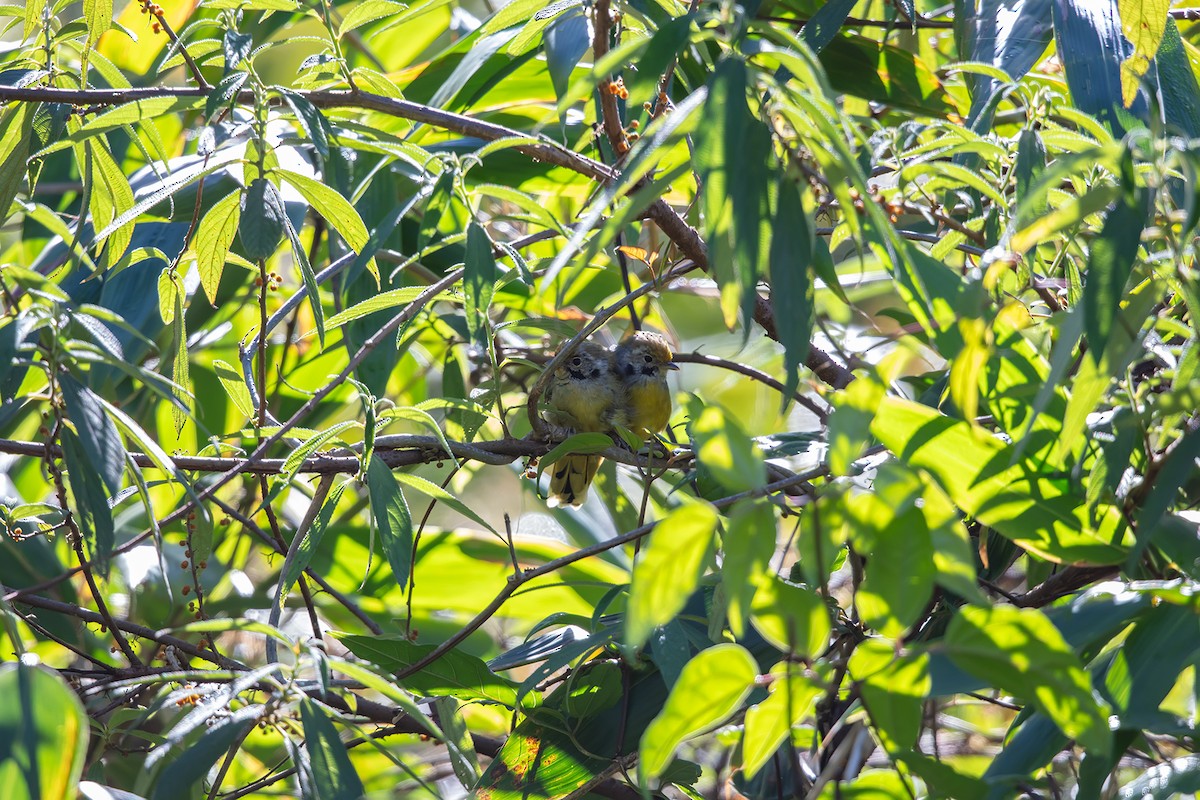 Chestnut-tailed Minla - ML645951103