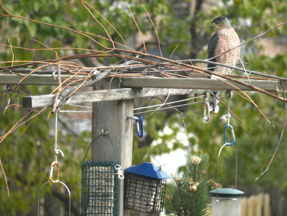Cooper's Hawk - ML645951104