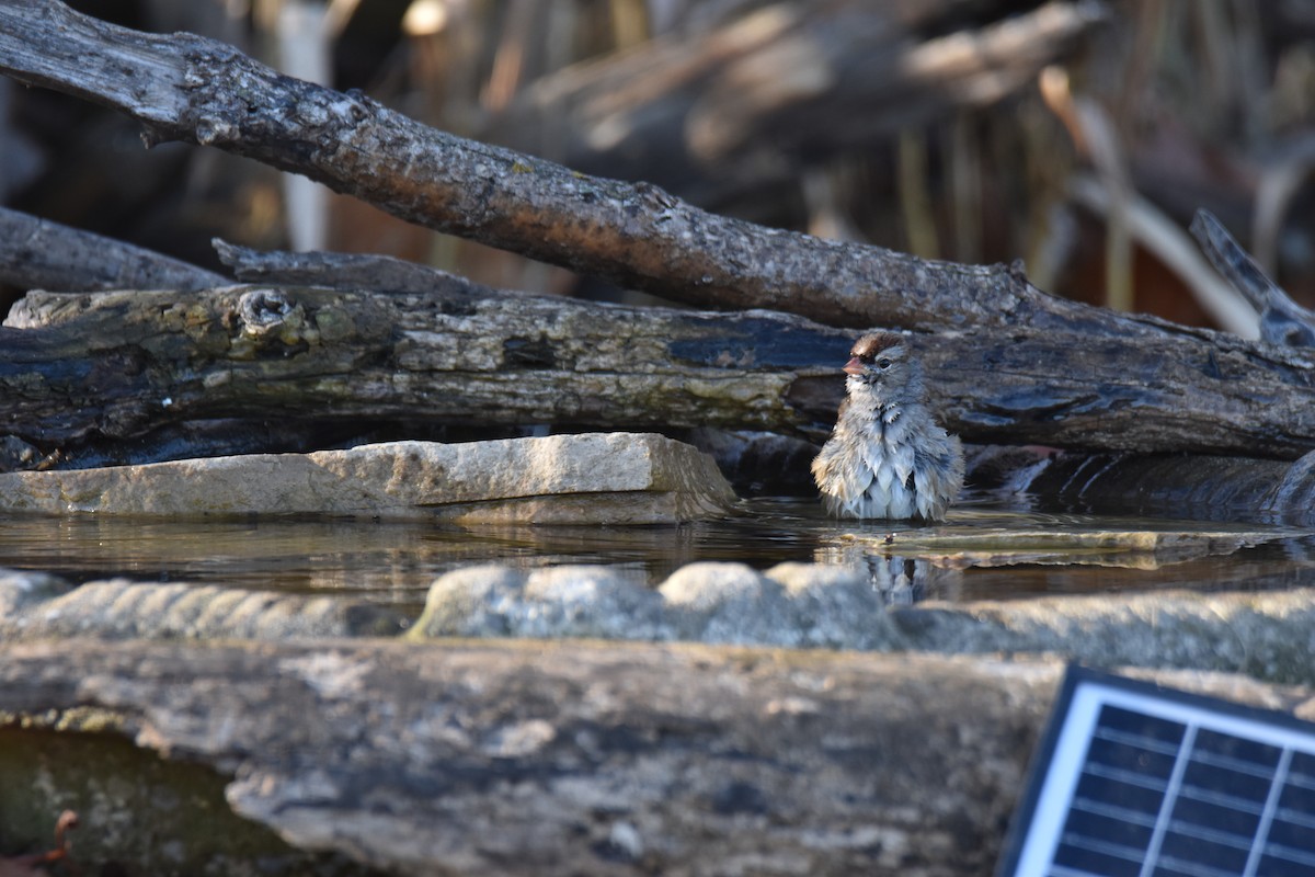 White-crowned Sparrow - ML645951105