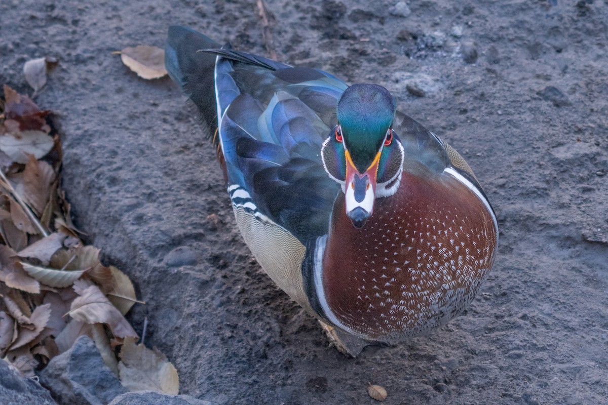 Wood Duck - ML645951106