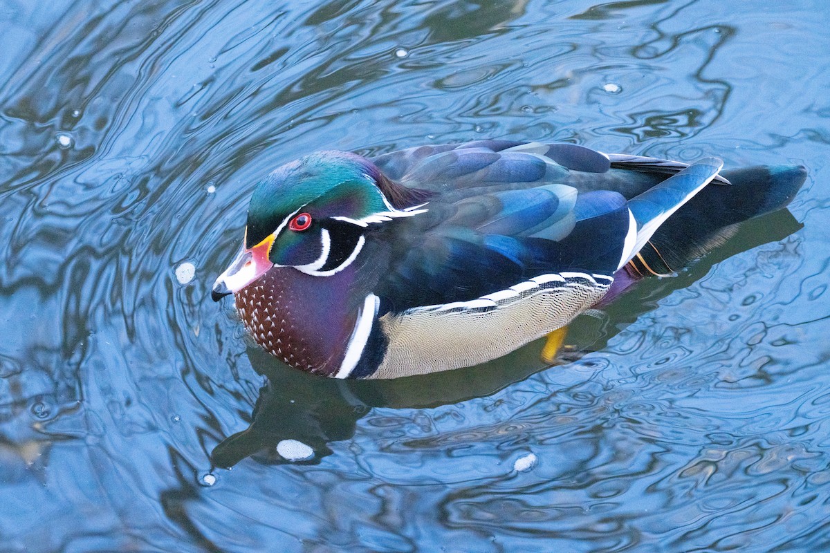 Wood Duck - ML645951107