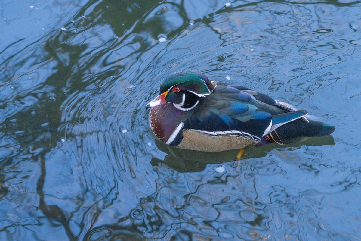 Wood Duck - ML645951108