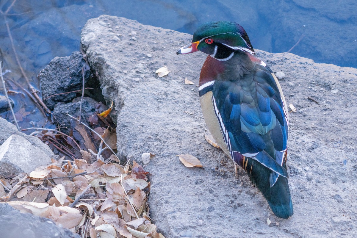 Wood Duck - ML645951109