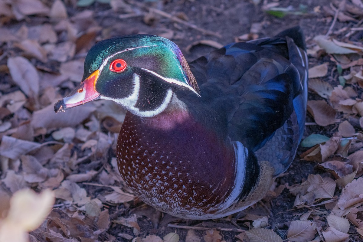 Wood Duck - ML645951112