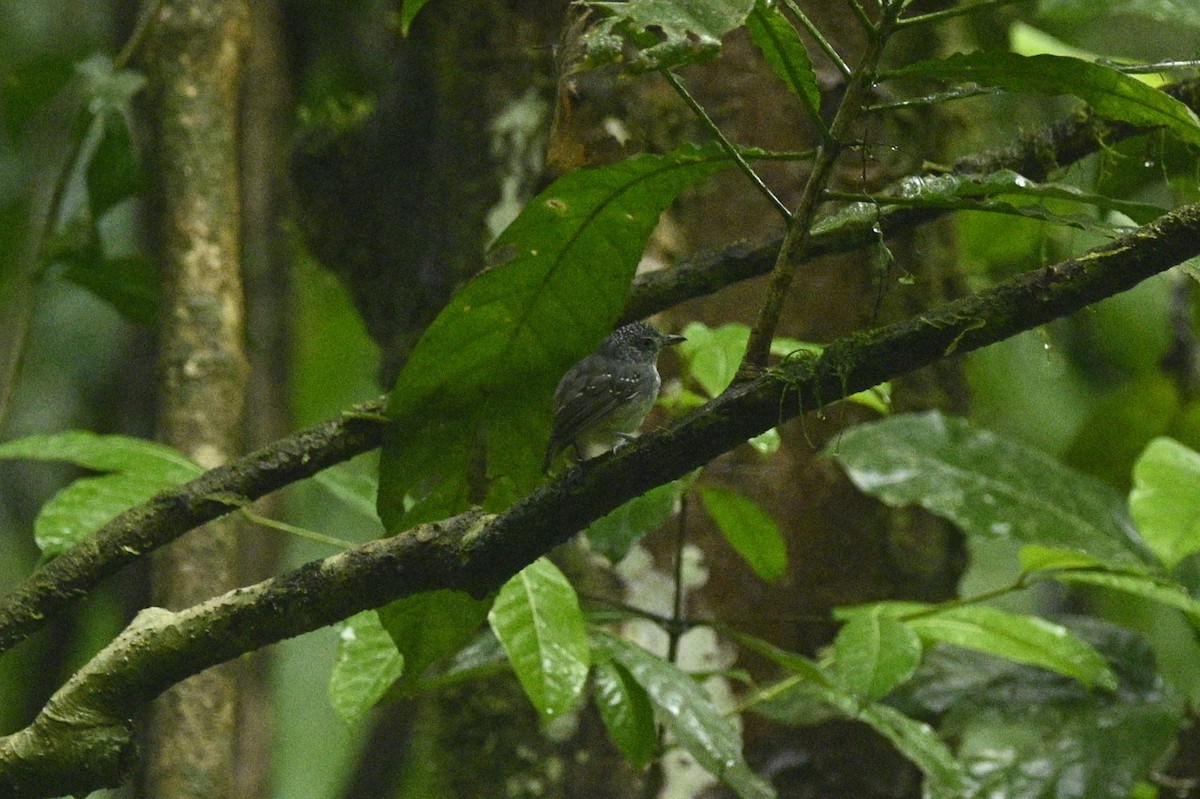 Batara ponctué - ML645951116