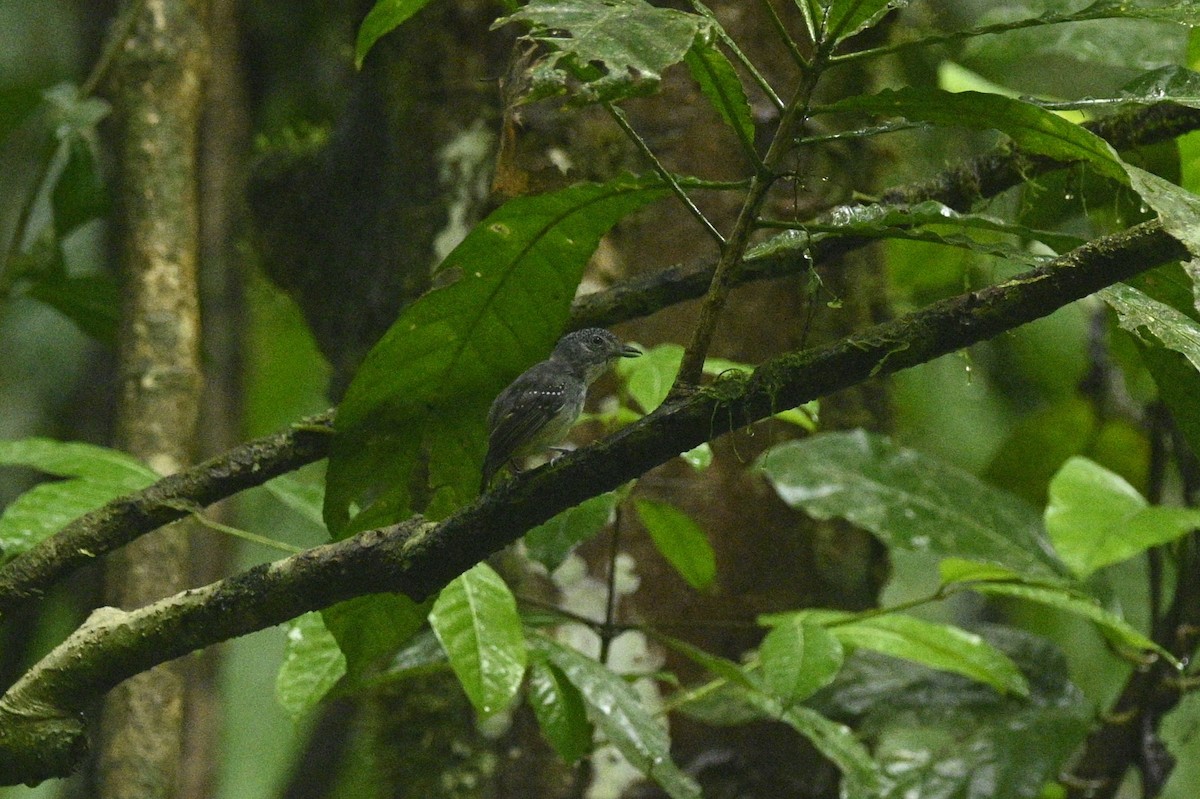 Batara ponctué - ML645951117