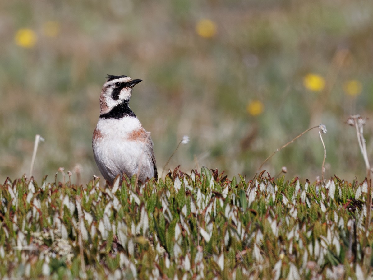 Alondra Cornuda - ML645951134