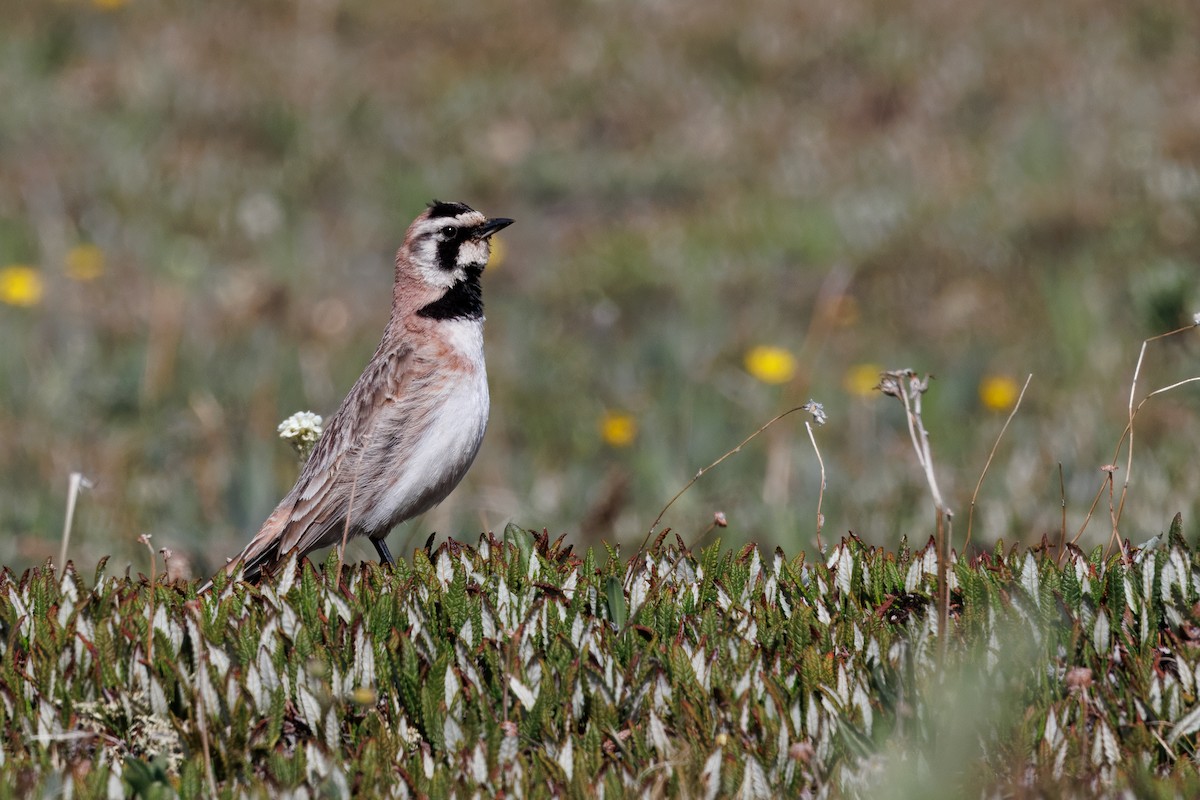 Alondra Cornuda - ML645951136