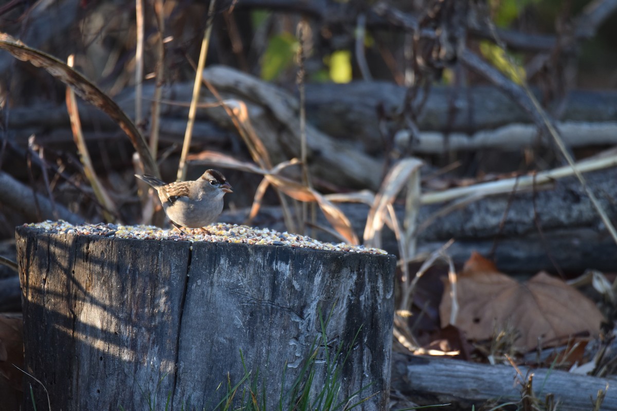White-crowned Sparrow - ML645951139