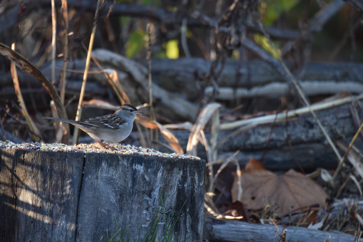 White-crowned Sparrow - ML645951145