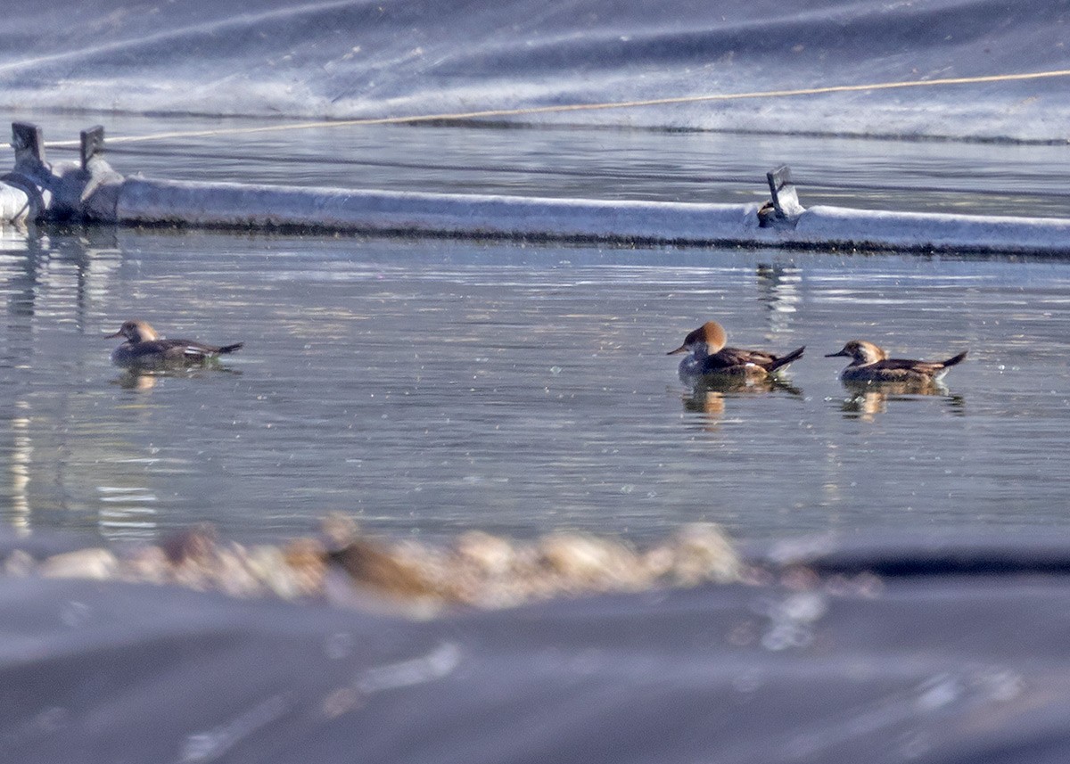 Hooded Merganser - ML645951146