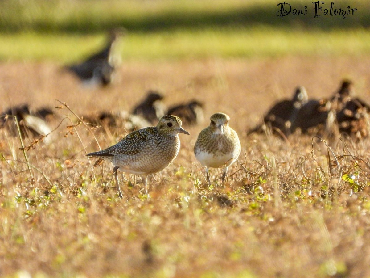 European Golden-Plover - ML645951149