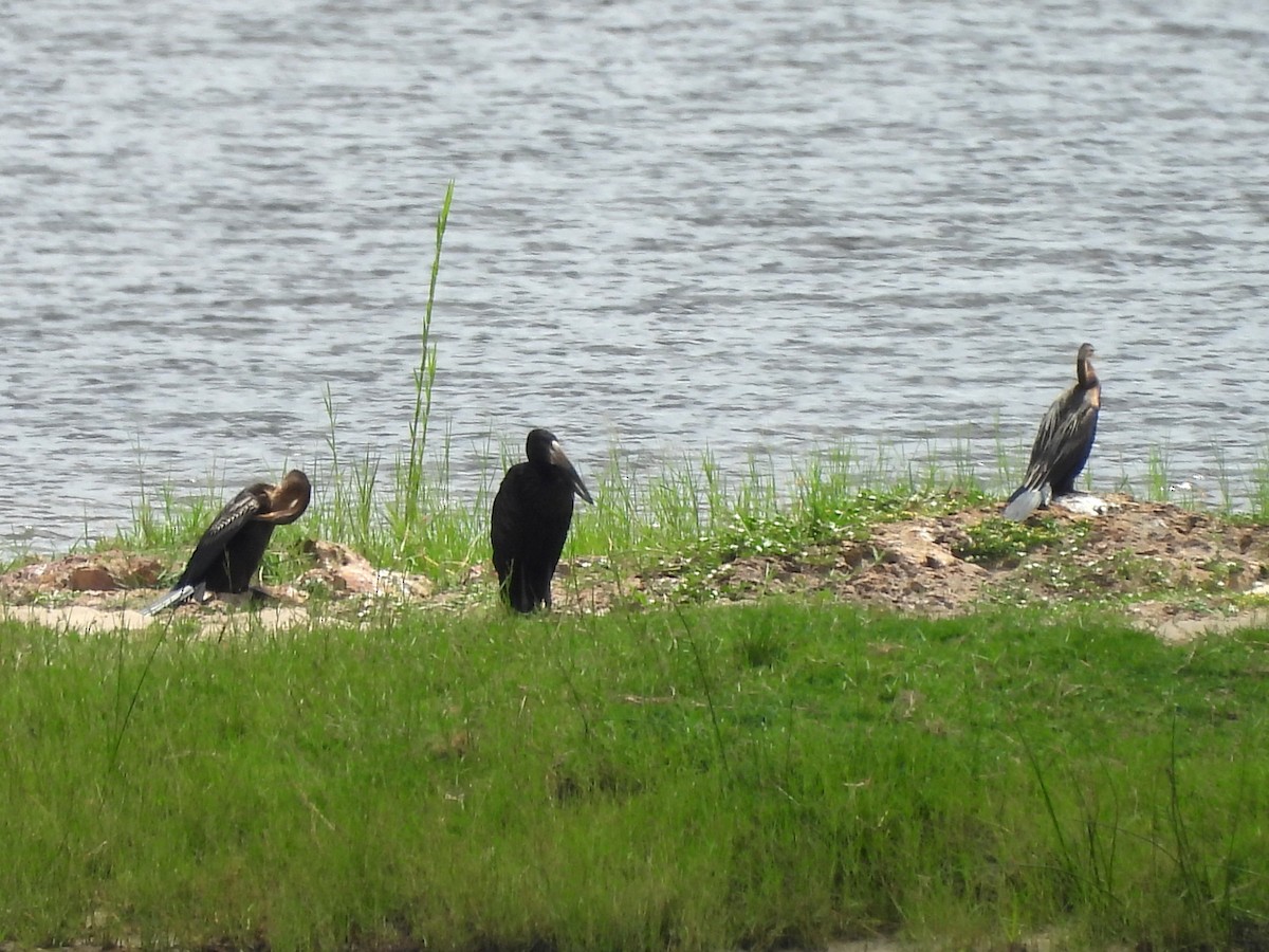 African Openbill - ML645951158