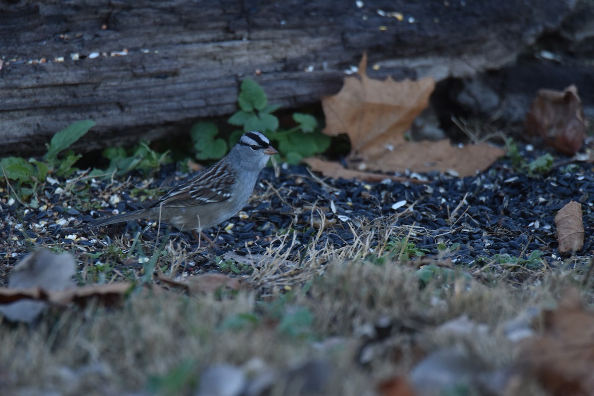 White-crowned Sparrow - ML645951164