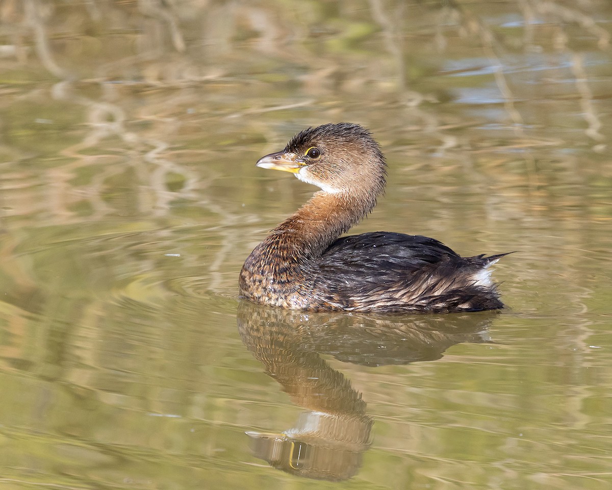 Pied-billed Grebe - ML645951165