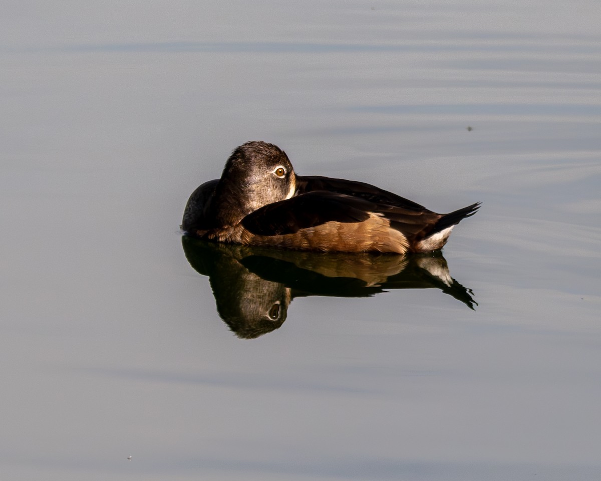 Ring-necked Duck - ML645951167