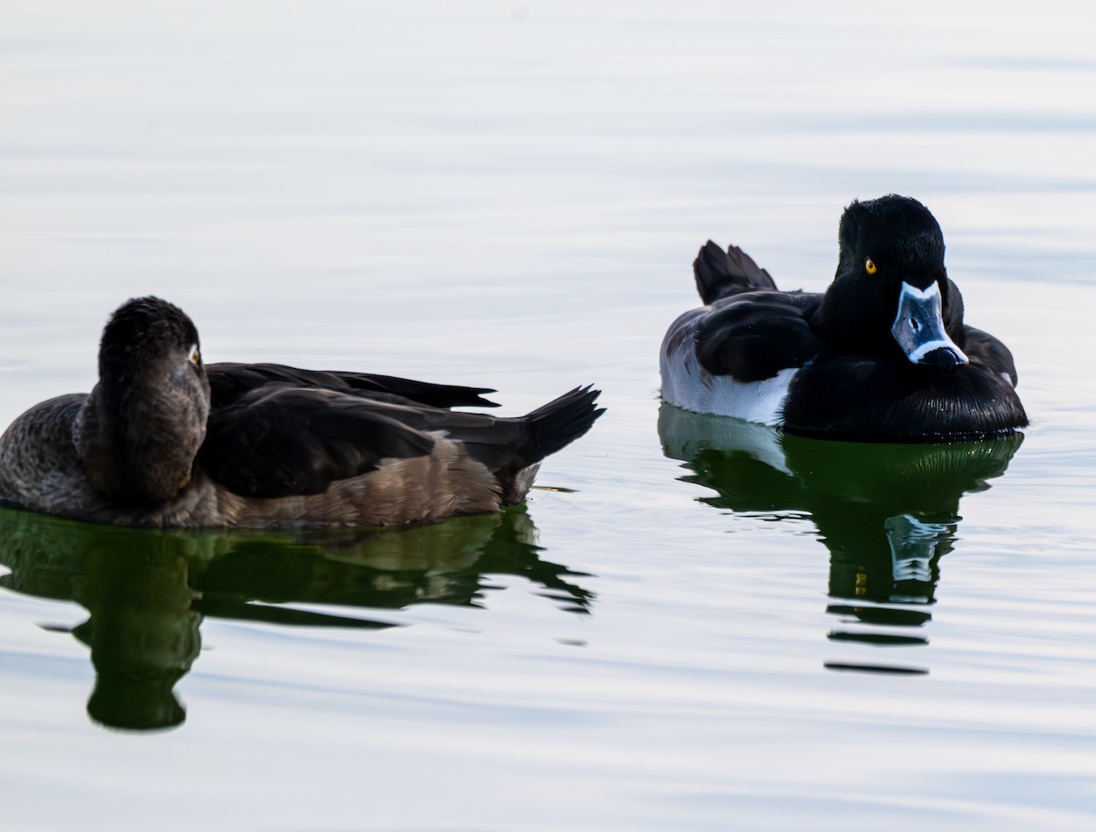 Ring-necked Duck - ML645951168