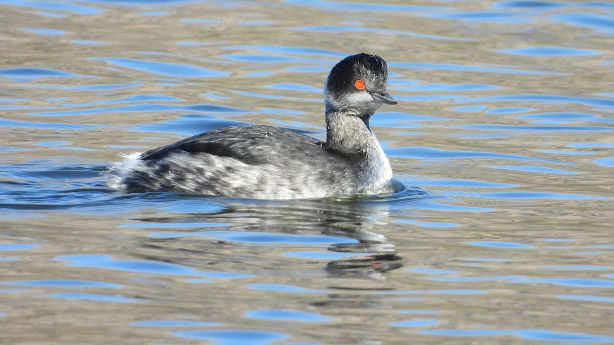 Eared Grebe - ML645951176
