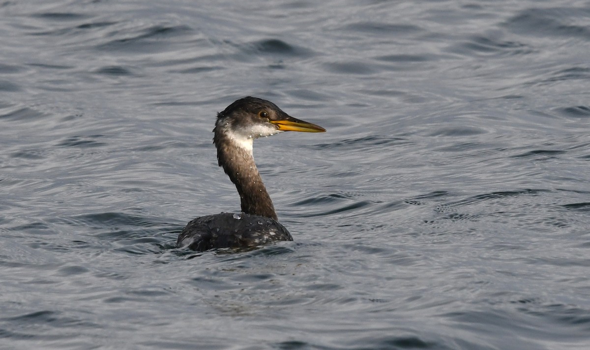 Red-necked Grebe - ML645951179