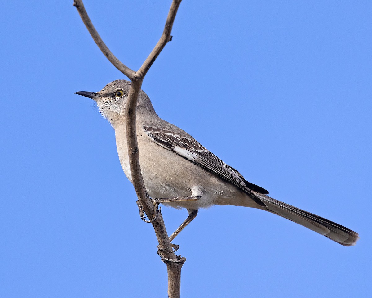 Пересмішник багатоголосий - ML645951193