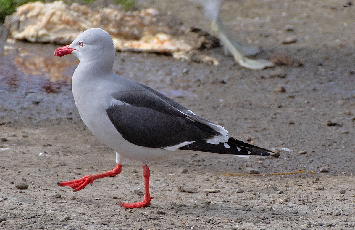 Dolphin Gull - ML645951195