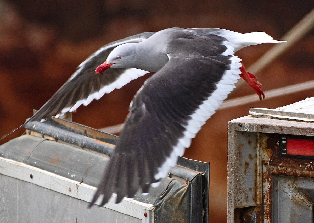 Dolphin Gull - ML645951196