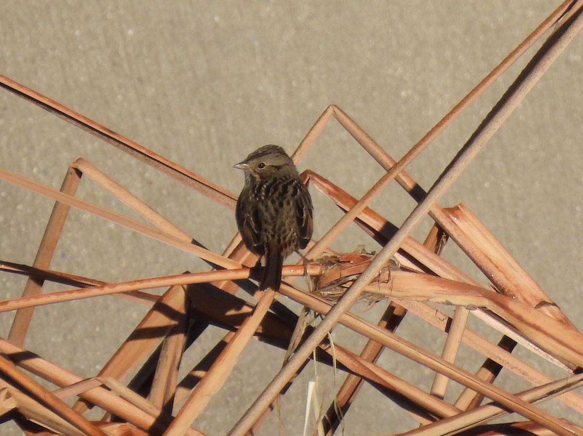 strnadec pruhohlavý - ML645951206