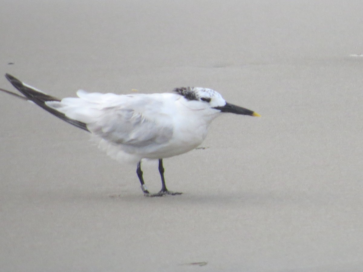 Sandwich Tern - ML64595121