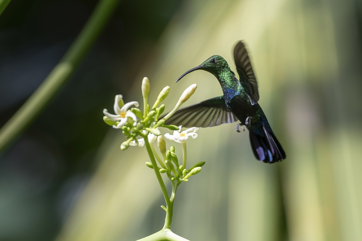 Green-throated Carib - ML645951210