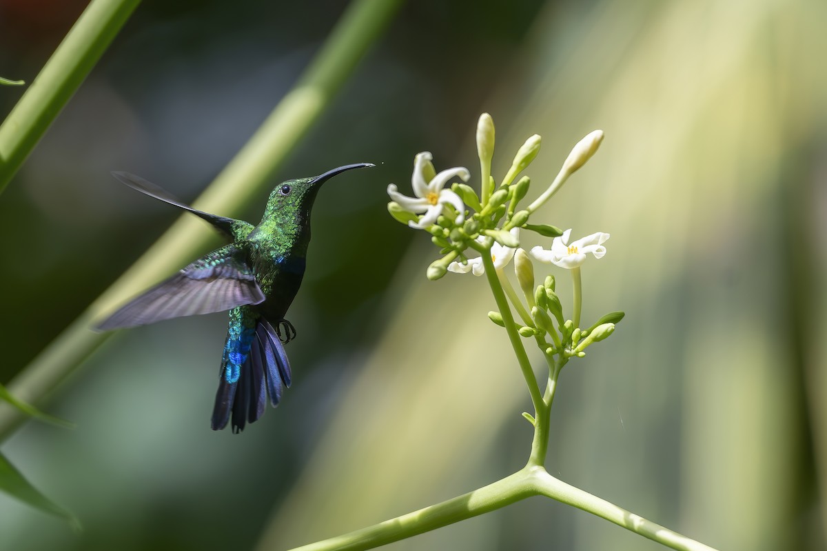 Green-throated Carib - ML645951211