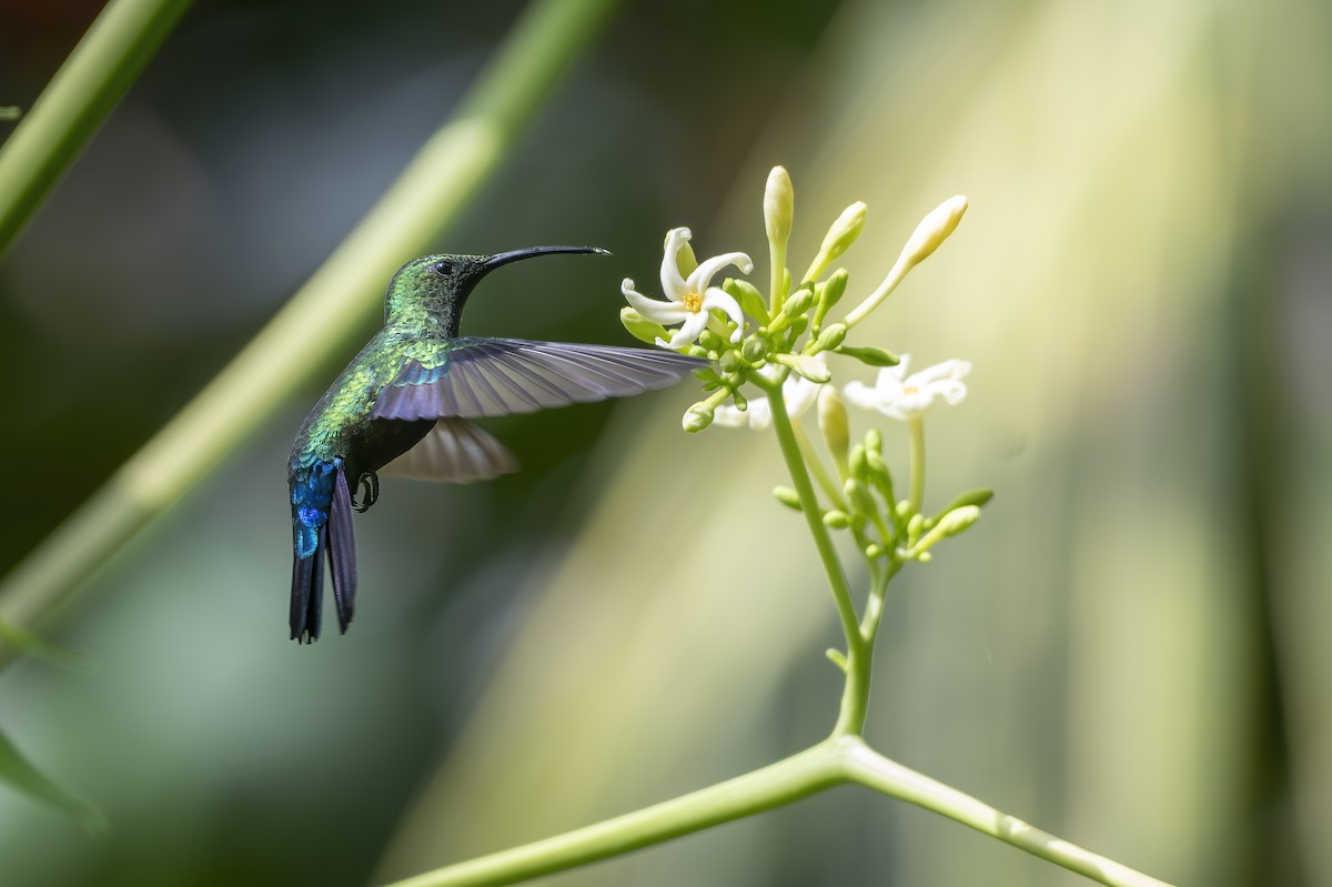 Green-throated Carib - ML645951212