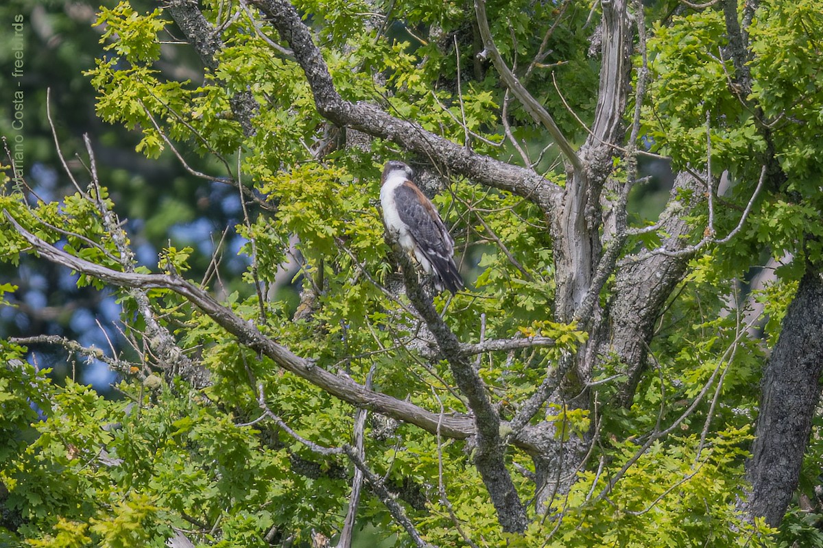 Variable Hawk - ML645951215