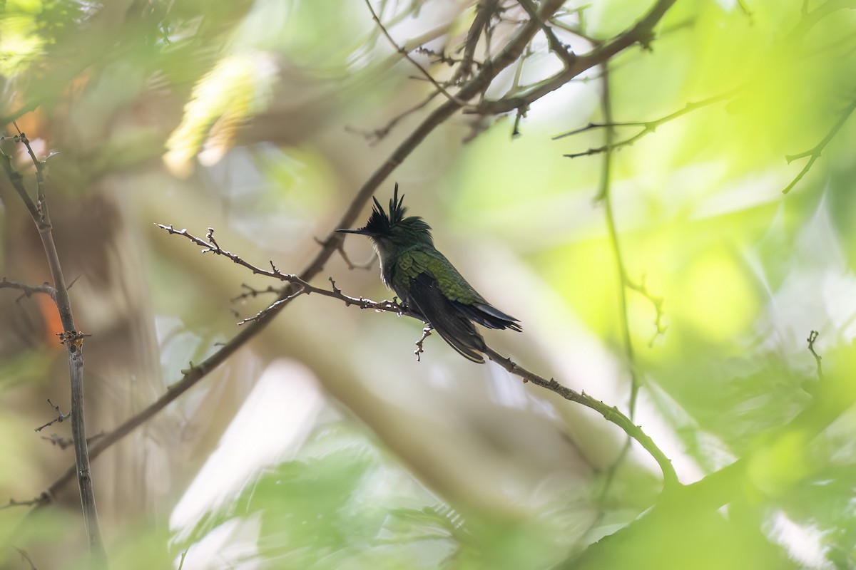 Antillean Crested Hummingbird - ML645951216