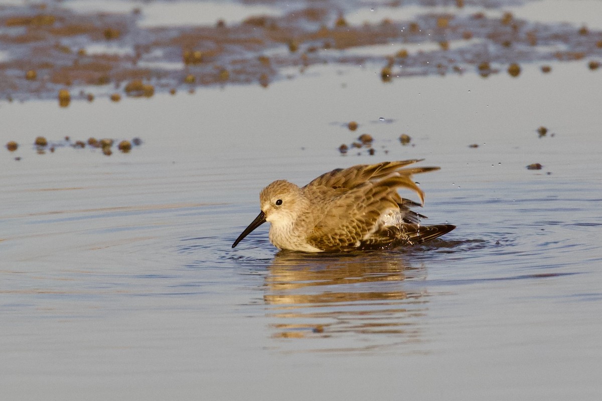 Correlimos Común - ML645951219