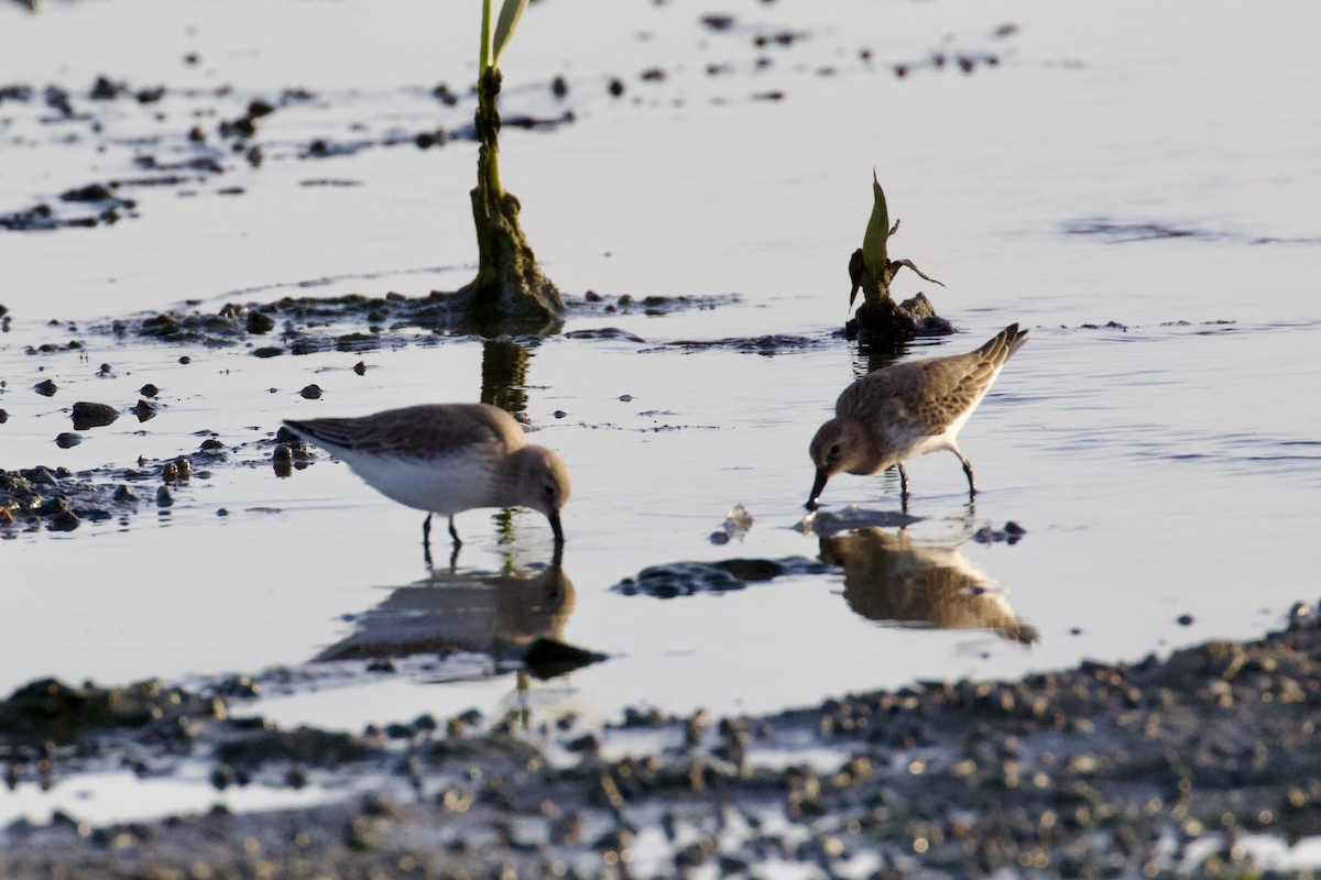Correlimos Común - ML645951221