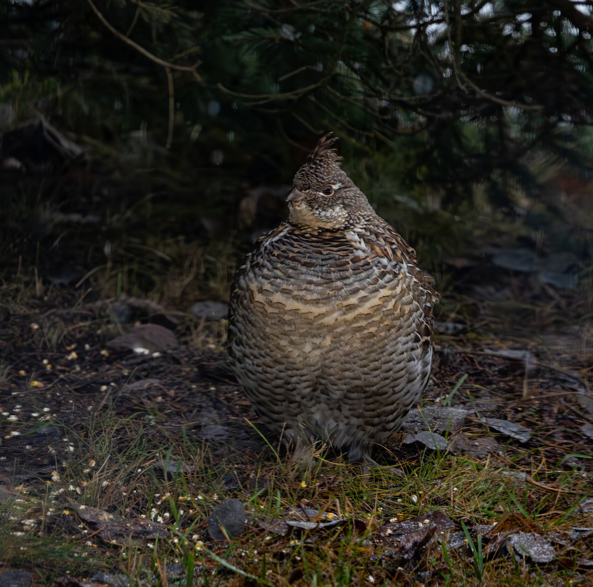 Grévol Engolado - ML645951259