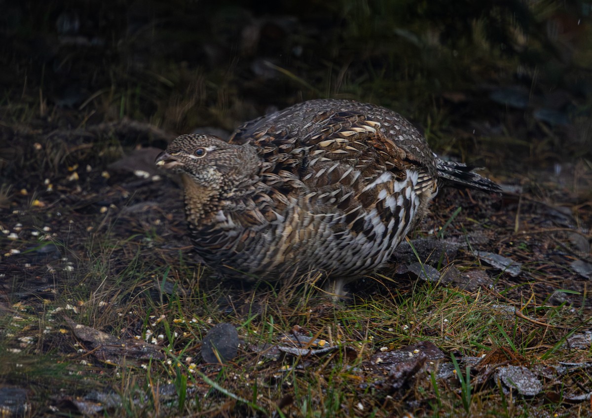 Grévol Engolado - ML645951265