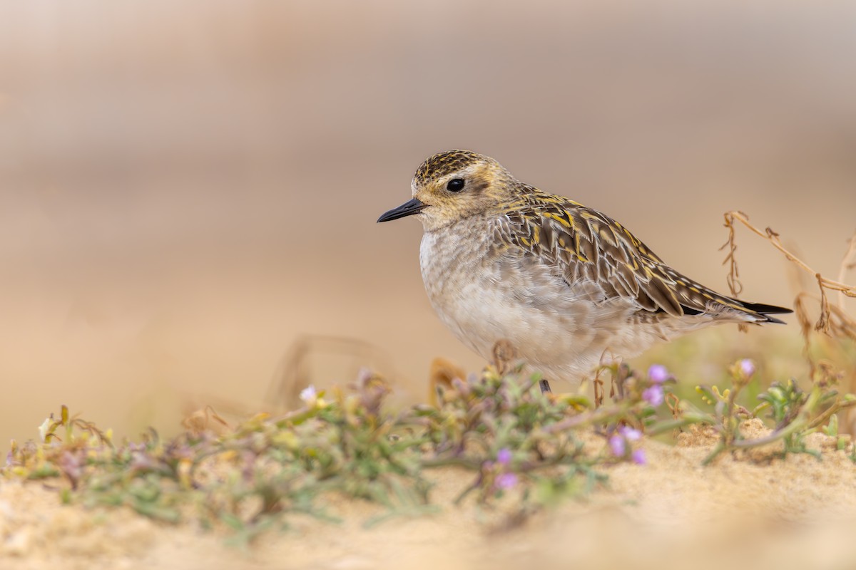 Chorlito Dorado Siberiano - ML645951267