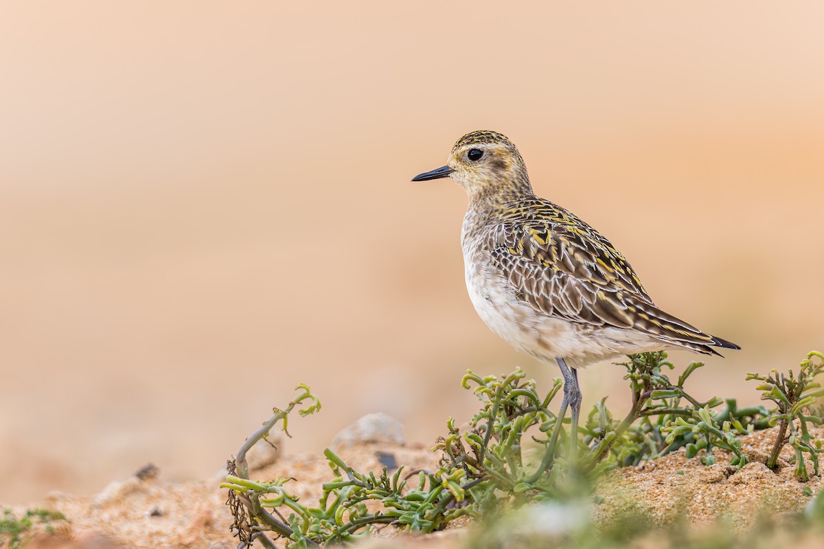 Chorlito Dorado Siberiano - ML645951268