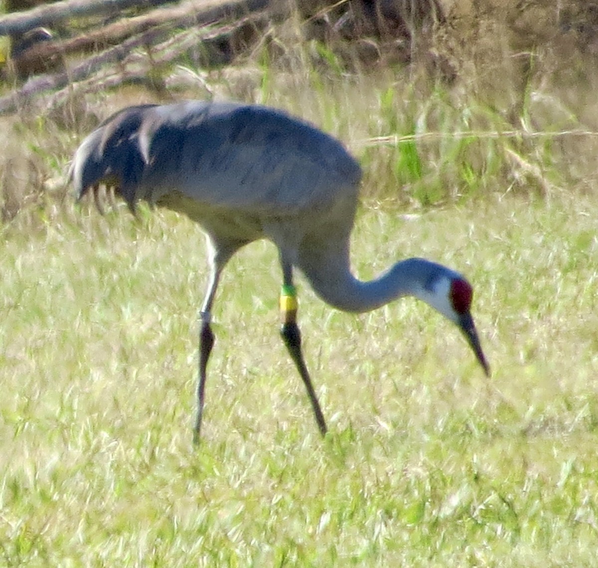 Grulla Canadiense - ML645951269