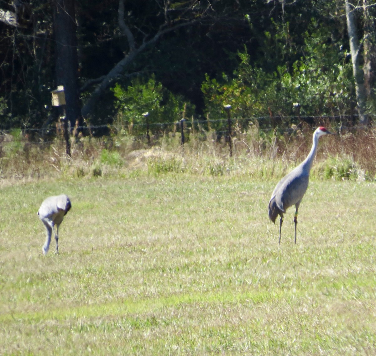 Grulla Canadiense - ML645951271