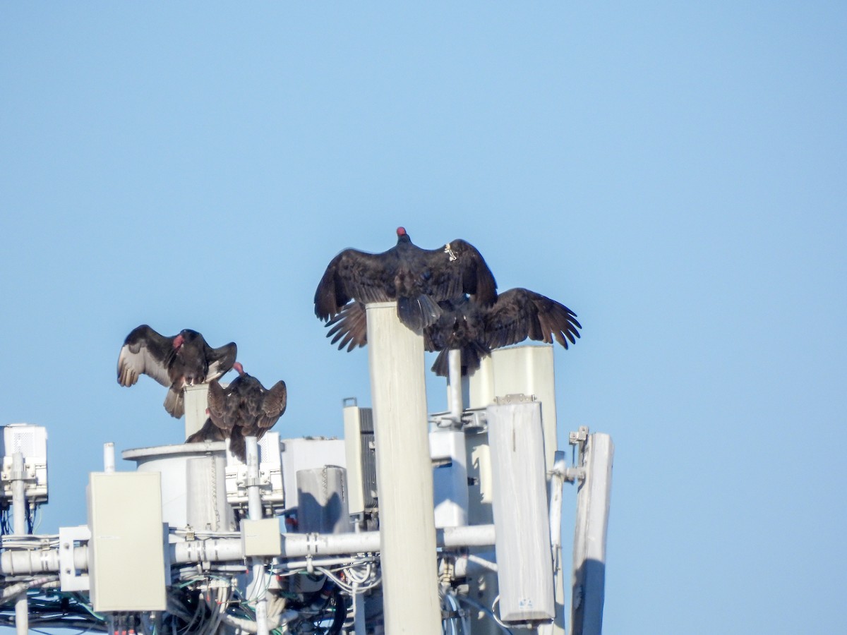 Aura Gallipavo - ML645951272