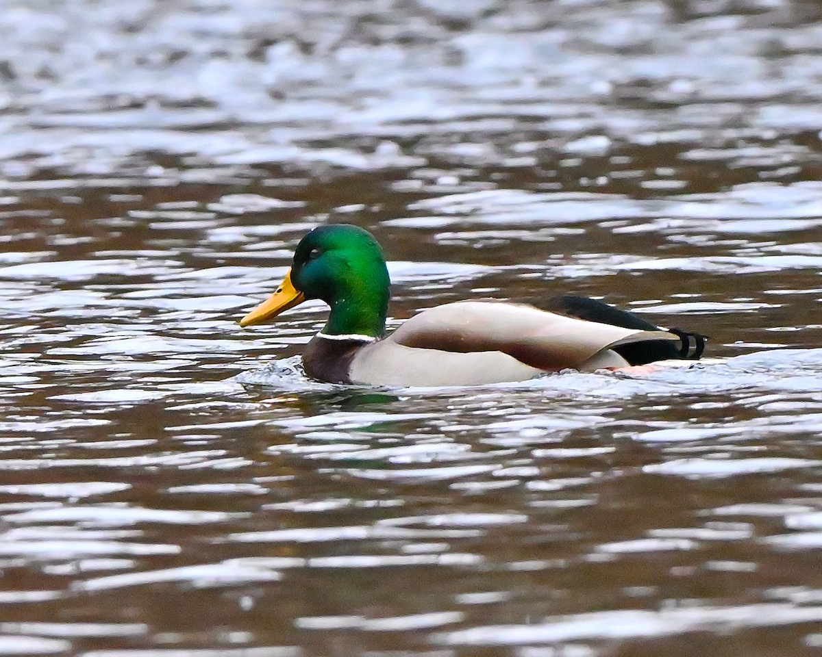 Ánade Azulón - ML645951273