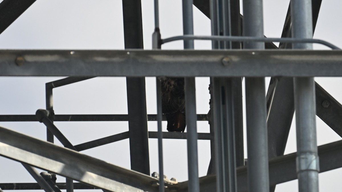 Busardo Colirrojo (calurus/alascensis) - ML645951276