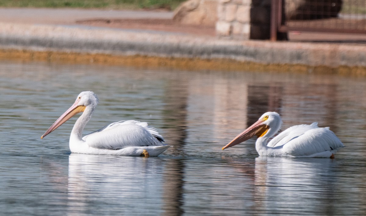 Pelícano Norteamericano - ML645951277