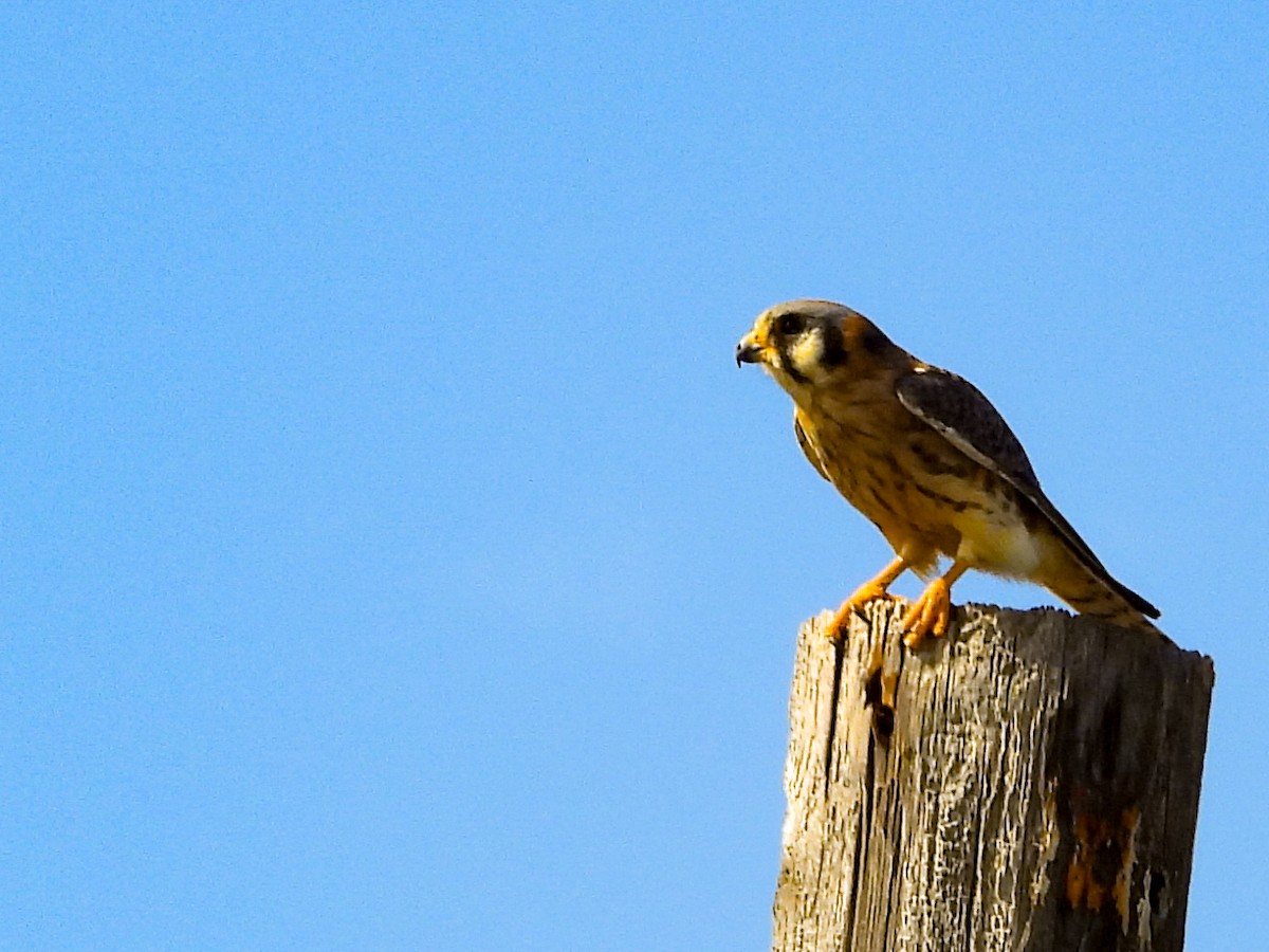 Cernícalo Americano - ML645951279